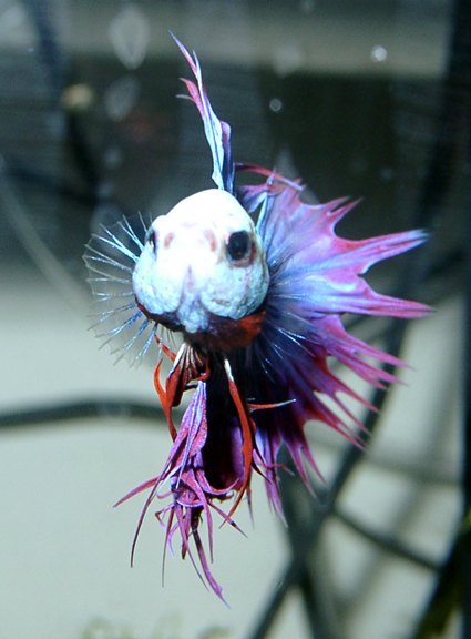 Catálogo de peces